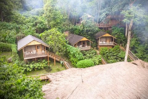 Eco-Friendly Gorilla Trekking Tours in Uganda