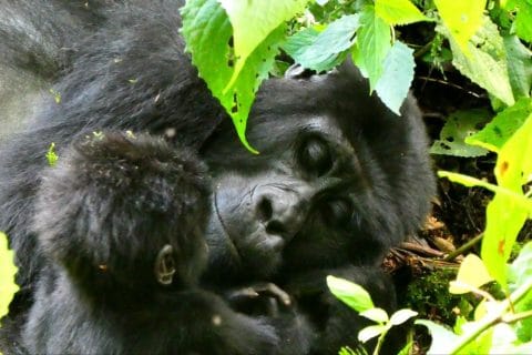 Booking Gorilla Permits in Rwanda and Uganda, Gorilla Permits in Rwanda and Uganda, Gorilla Permits in Rwanda, Gorilla Permits in Uganda, Booking Gorilla trekking permits in Rwanda and Uganda, 2 days gorilla trekking safari rwanda, 2 days gorilla trekking safari, 2 days rwanda gorilla trekking safari, 2 days gorilla trekking safari in rwanda, 2 days rwanda gorilla safari, Gorilla safaris in Rwanda and Uganda