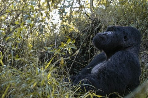 Gorilla Tours from Kigali to Bwindi, Gorilla Trekking from the United States of America, gorilla trekking from germany, rwanda gorilla trekking from germany, uganda gorilla trekking from germany, rwanda uganda gorilla safaris from germany, gorilla treks from germany, gorilla safaris from germany