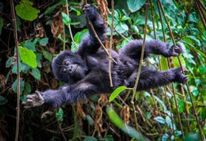 Read more about the article A Guide to Rushaga Sector in Bwindi Impenetrable Forest National Park