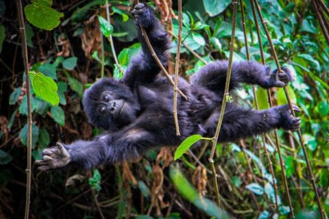Rushaga Sector in Bwindi Impenetrable Forest National Park, gorilla trekking from the netherlands