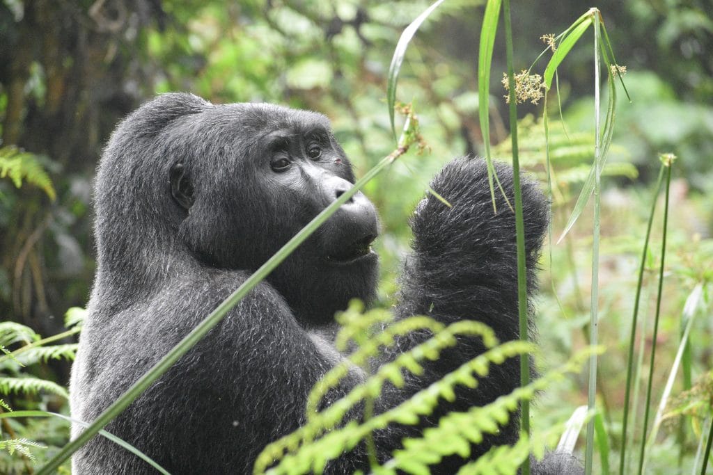 Gorilla safaris in Rwanda and Uganda, Gorillas in Rwanda