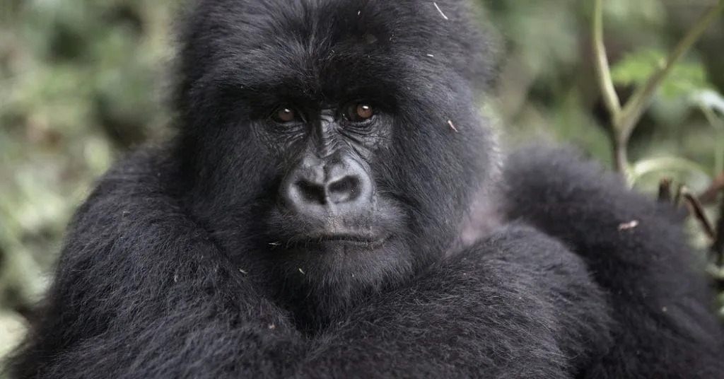 Gorilla Safaris in Uganda from Rwanda, Gorilla Trekking from France, Rwanda Uganda Gorillas Tours, Wildlife in Bwindi National Park, bwindi national park, animals in bwindi national park