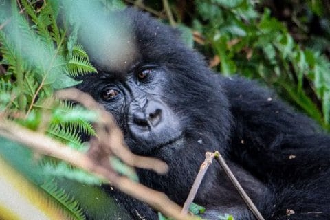 Gorilla Safaris in Uganda from Rwanda, Gorilla Tours from Kigali to Bwindi, Gorilla Trekking Safaris from Kigali, Gorilla Trekking in Rwanda and Uganda from Australia, Gorilla Trekking in Rwanda and Uganda from Italy, gorilla trekking adventure from Belgium, gorilla trekking adventure from Switzerland, gorilla trekking from japan, gorilla trekking in rwanda and uganda from japan, gorilla adventure from japan, gorilla safaris from japan, gorilla trekking in uganda from japan, nkuringo sector, Nkuringo Sector in Bwindi Impenetrable Forest National Park, nkuringo family, gorilla trekking adventure from barbados, gorilla safari from barbados, rwanda uganda gorilla trekking from barbados, gorilla trekking in rwanda and uganda from barbados, Gorilla Trekking from United Arab Emirates