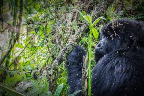 Buhoma Sector in Bwindi Impenetrable Forest National Park, Buhoma Sector in Bwindi National Park, Gorilla Trekking in Rwanda and Uganda from Italy
