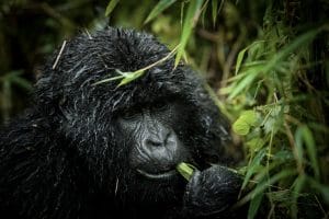 Read more about the article Gorilla Tours from Kigali to Bwindi Impenetrable Forest National Park