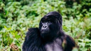 Read more about the article Gorilla Trekking Safaris in Rwanda and Uganda from Qatar
