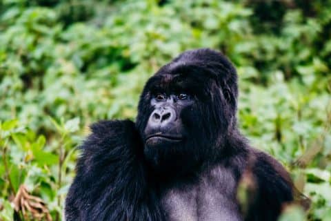 Combine a Gorilla Safari with a Kruger National Park Safari in South Africa