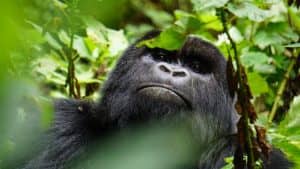 Read more about the article Gorilla Trekking Adventure from Sweden