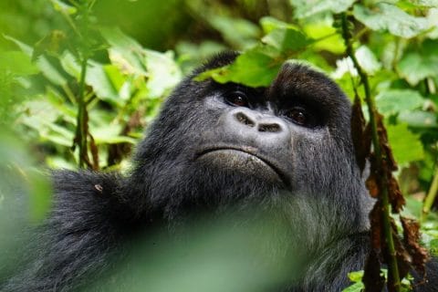Gorilla Tours from Kigali to Bwindi, gorilla trekking in rwanda and uganda from united kingdom, gorilla trekking in rwanda from united kingdom, gorilla trekking in uganda from united kingdom, gorilla trekking in rwanda and uganda from uk, gorilla trekking from united kingdom, gorilla trekking from uk, gorilla trek in rwanda and uganda from uk, gorilla trek from united kingdom, gorilla trek from uk, Gorilla Trekking in Rwanda and Uganda, gorilla trekking adventure from Sweden, gorilla trekking in Rwanda and Uganda from New Zealand, uganda gorilla trekking