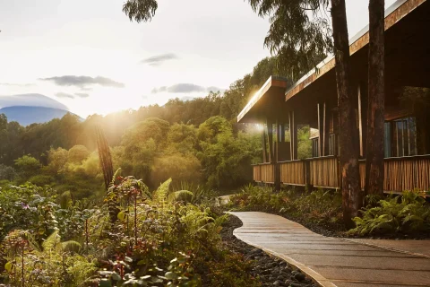 Gorilla Trekking in Rwanda and Uganda from Australia