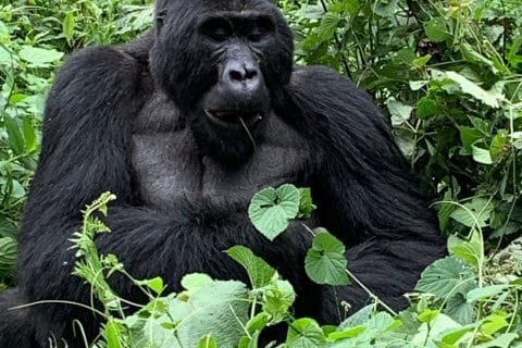 Gorilla Trekking Adventure in Rwanda and Uganda from China