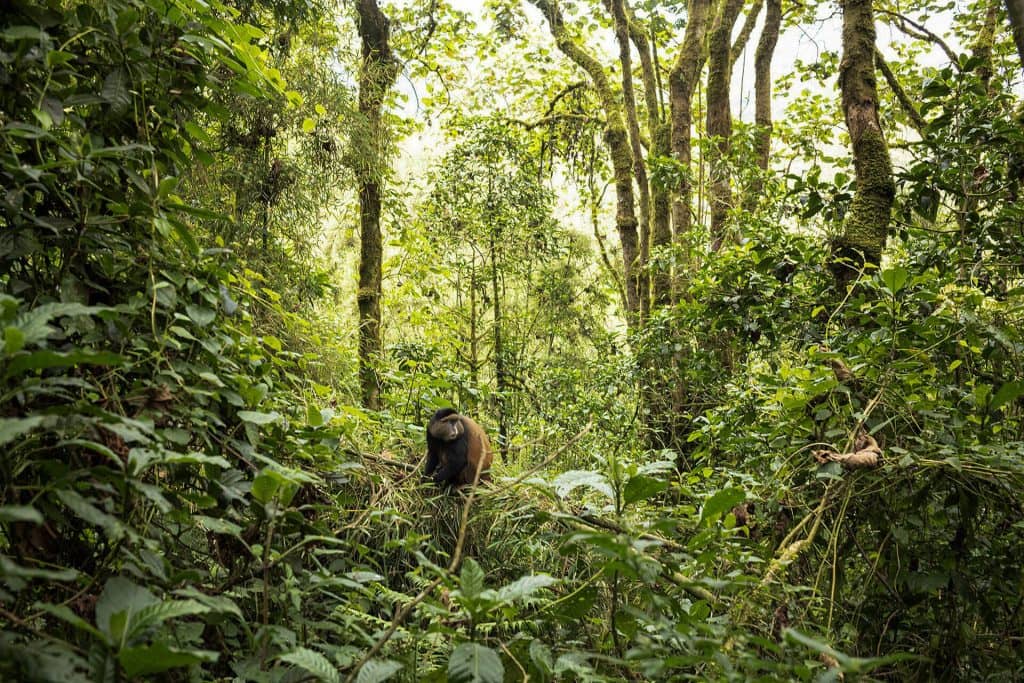 3-Day Gorilla and Golden Monkey Safari from Kigali