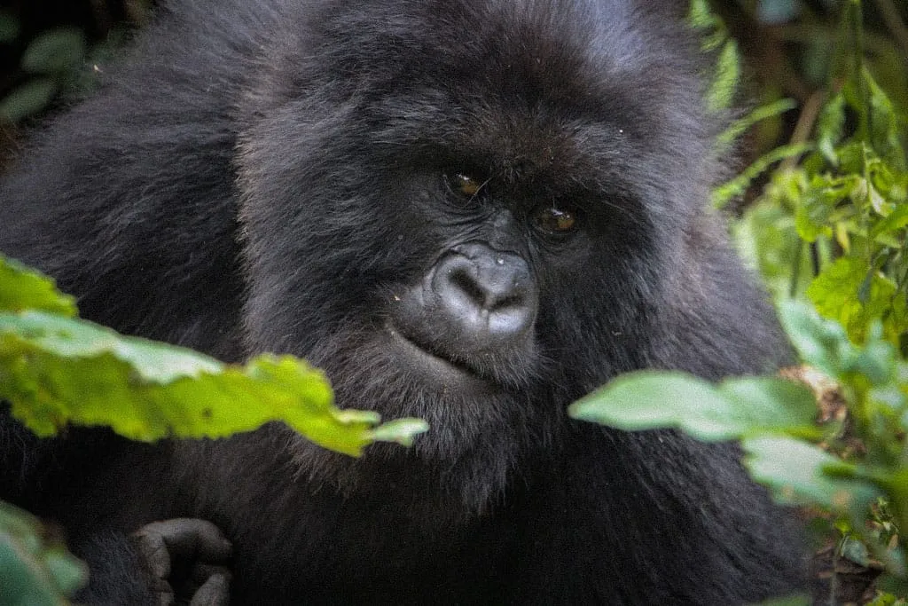 Gorilla Safaris in Uganda from Rwanda, gorilla trekking from qatar, gorilla trekking in rwanda and uganda from qatar, qatar safaris to rwanda and uganda, gorilla trek from kigali, gorilla trek from qatar, Gorilla Trekking from United Arab Emirates, Gorilla Trekking in rwanda from United Arab Emirates, Gorilla Trekking in uganda from United Arab Emirates