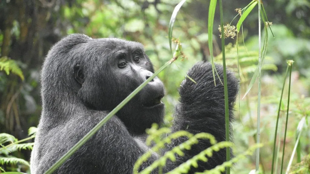 Booking Gorilla Permits in Rwanda and Uganda, gorilla families in rwanda, Gorilla Permits in Rwanda and Uganda, Gorilla Permits in Rwanda, Gorilla Permits in Uganda, Booking Gorilla trekking permits in Rwanda and Uganda, Booking a gorilla permit in Rwanda, Gorilla Trekking Safaris from Kigali, Gorilla Trekking from the United States of America, gorilla trekking from qatar, gorilla trekking in rwanda and uganda from qatar, qatar safaris to rwanda and uganda, gorilla trek from kigali, gorilla trek from qatar, Gorilla Trekking in Rwanda and Uganda, rwanda gorilla trekking tours, rwanda gorilla trekking, rwanda, Rwanda as a Premier Destination for Gorilla Trekking, Premier Destination for Gorilla Trekking, Gorilla Trekking in Rwanda and Uganda from Australia, Gorilla Trekking in Rwanda from Australia, Gorilla Trekking in Uganda from Australia, Gorilla Trekking from Australia, gorilla trekking adventure from Poland, gorilla trekking adventure from sweden, gorilla trekking adventure from Belgium, gorilla trekking adventure from finland, gorilla trekking in rwanda and uganda from finland, finnish travelers to rwanda and uganda, finland to rwanda tourism, rwanda tours from finland, gorilla safaris from finland, gorilla groups in rwanda, gorilla families, gorilla family, Combine a Gorilla Safari with a Kruger National Park Safari in South Africa, best of rwanda, top 10 best of rwanda safaris, top 10 experiences in rwanda, top things to do in Rwanda, top 10 activities in rwanda, top 10 best rwanda safaris, things to do in rwanda