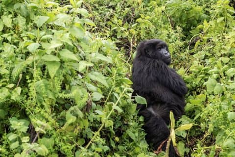 Gorilla Trekking in Rwanda and Uganda from the Netherlands