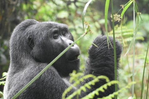 Eco-Friendly Gorilla Trekking Tours in Uganda