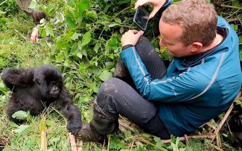 1 Day Rwanda Gorilla Trekking, 1 Day Rwanda Gorilla Trekking Adventure in Volcanoes Park, discounted gorilla trekking safaris