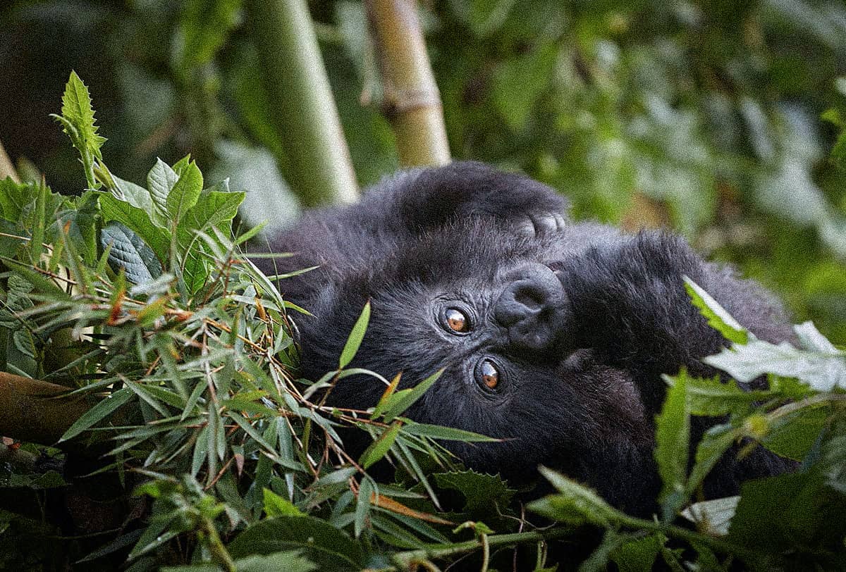 Gorilla Families in Rwanda