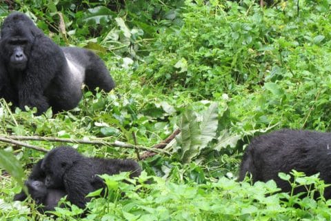 Nkuringo Sector in Bwindi Impenetrable Forest National Park