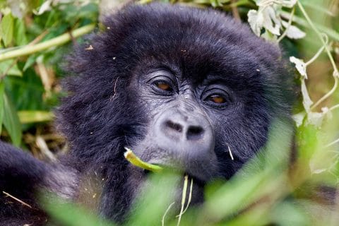 Gorilla Trekking Adventure in Rwanda and Uganda from Belgium