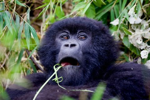 2 Days Gorilla Habituation Experience in Bwindi
