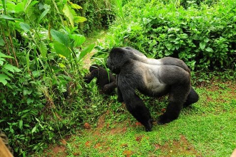 Gorilla Trekking Adventure from Singapore