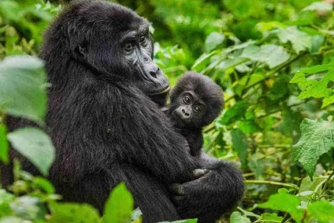 Gorilla Families in Uganda