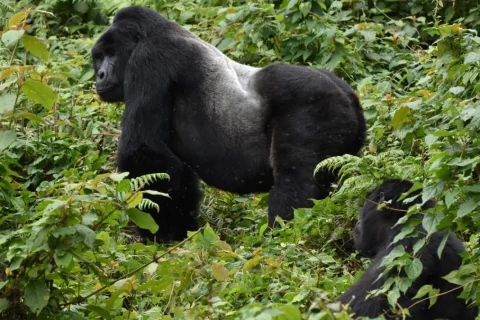 Ruhija Sector in Bwindi Impenetrable Forest National Park