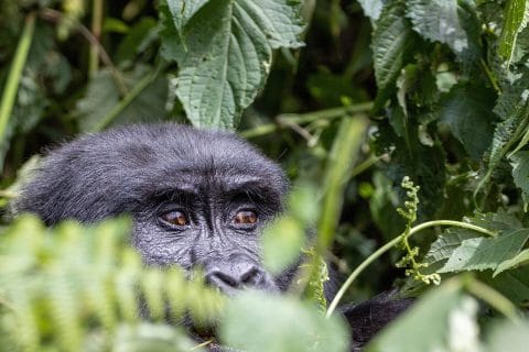 Gorilla Trekking Adventure in Rwanda and Uganda from Switzerland