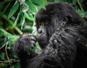 Read more about the article Uganda Gorilla Trekking with Gorilla Trek from Kigali