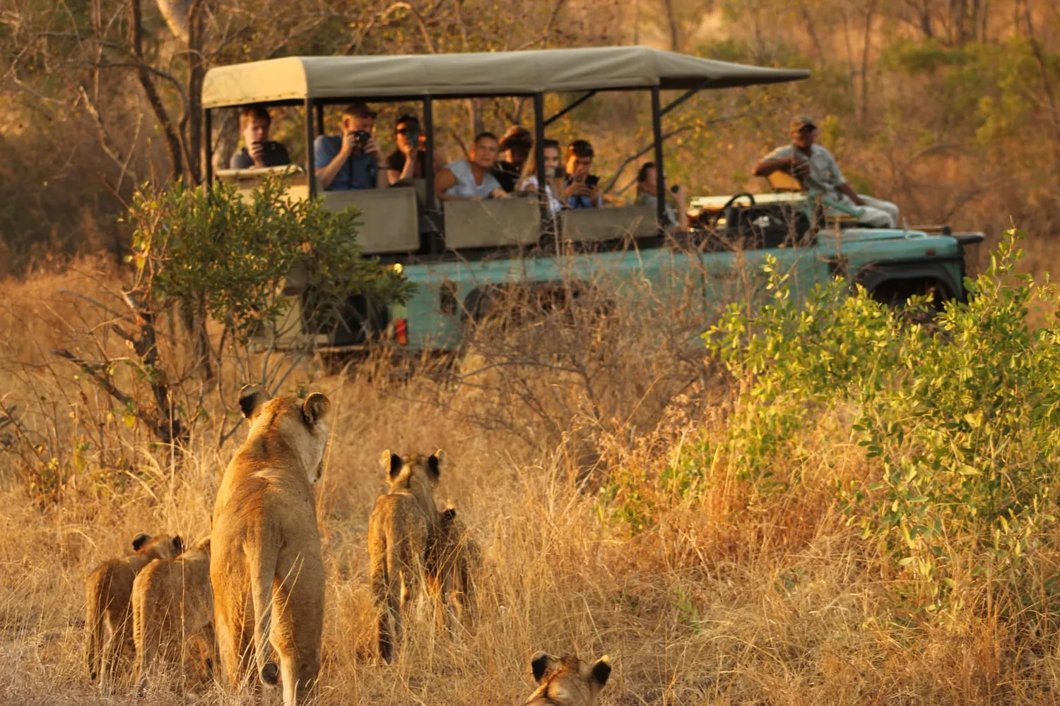 Combine a Gorilla Safari with a Kruger National Park Safari in South Africa