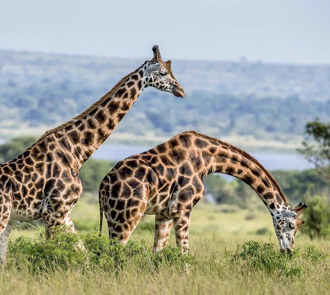 High-End Gorilla Trekking Tours Rwanda and Uganda 