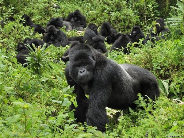 Ultimate Guide to Mountain Gorilla Trekking in Rwanda