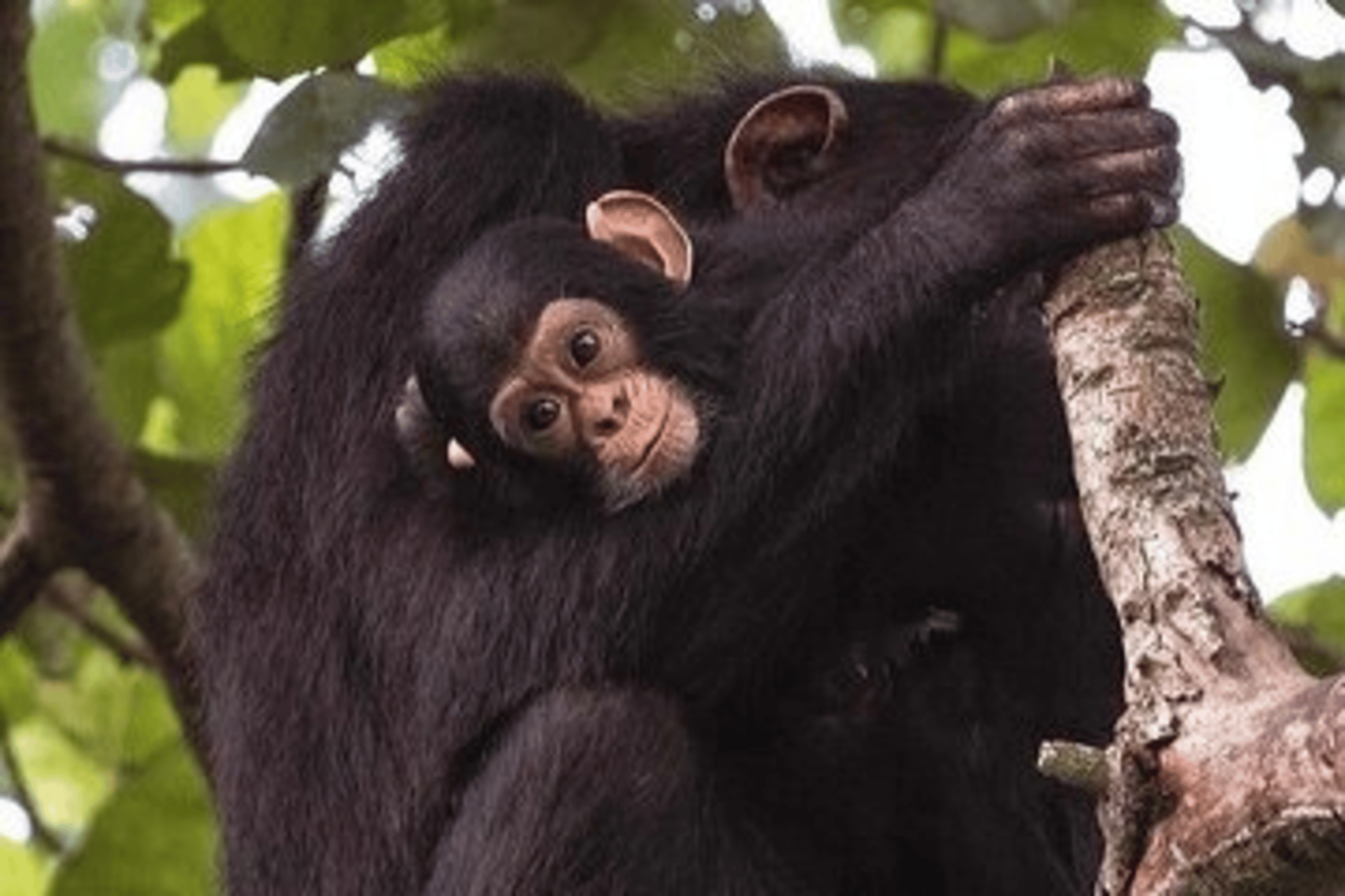 Gorilla Safari Travel Budget Guide for Couples