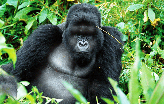 gorilla trekking adventure in Rwanda