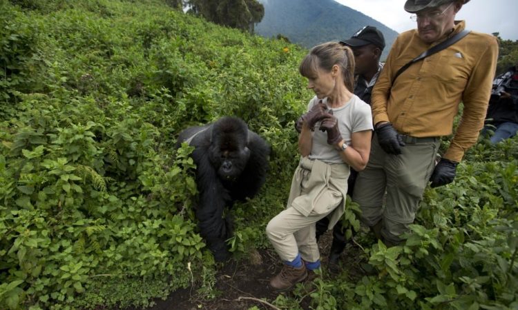 Volcanoes National Park Gorilla Trekking Routes & Difficulty Levels