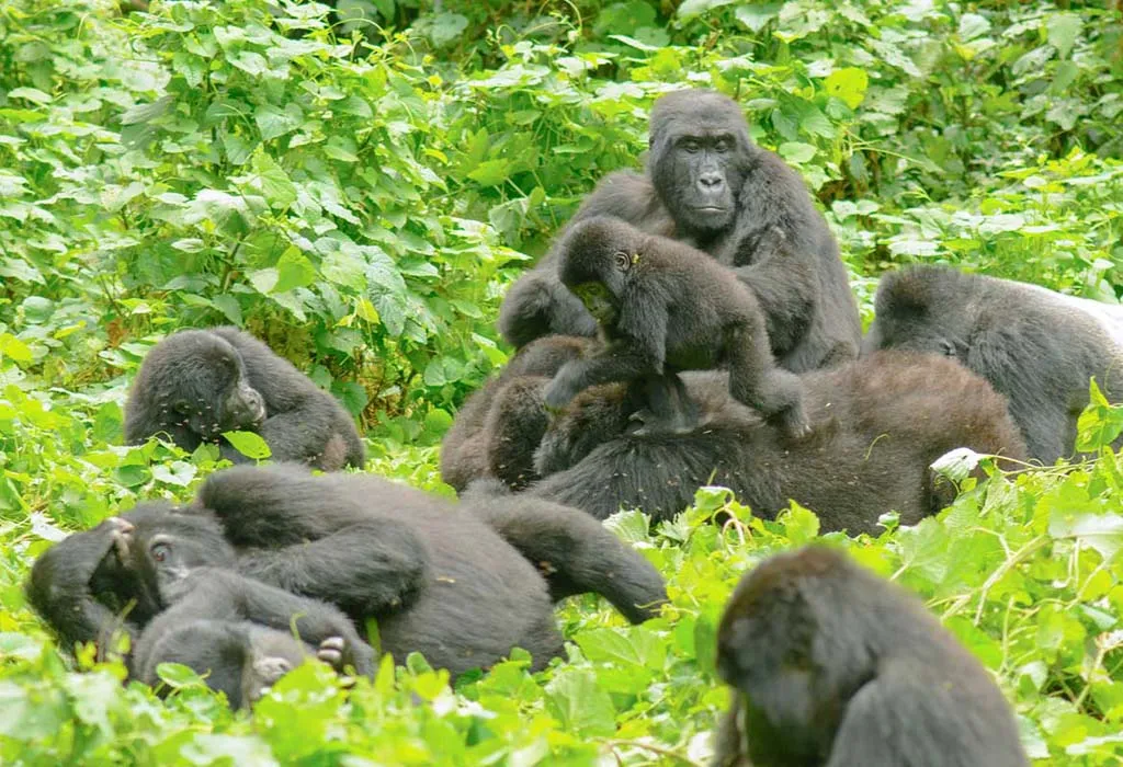 Bwindi Gorilla Trekking Routes: Which Sector Is Best for You?