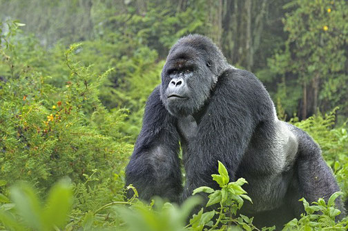 Uganda Gorilla Trekking Travel Guide: Planning Made Easy