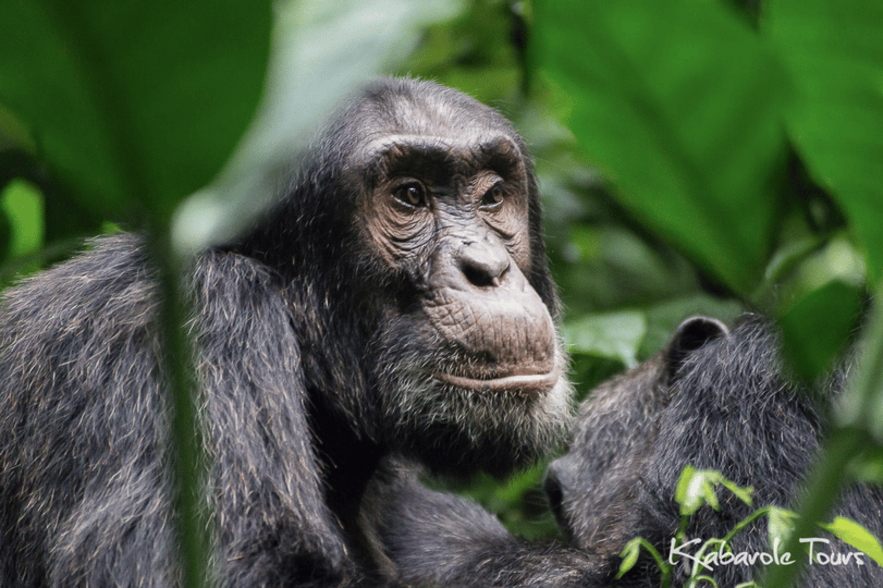 Private Luxury Gorilla Safari Rwanda and Uganda 