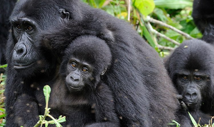 Gorilla Safari Experience in Rwanda and Uganda