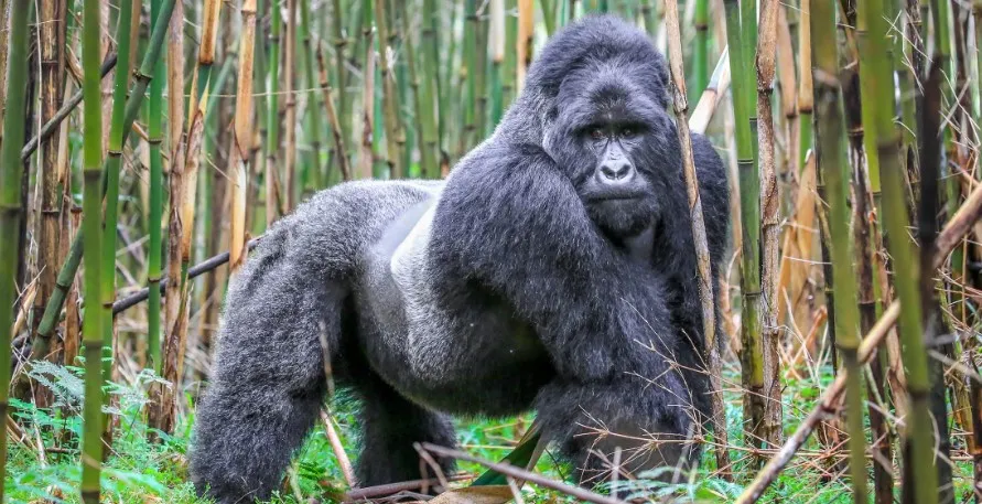 3 Days Mgahinga Gorilla Trekking