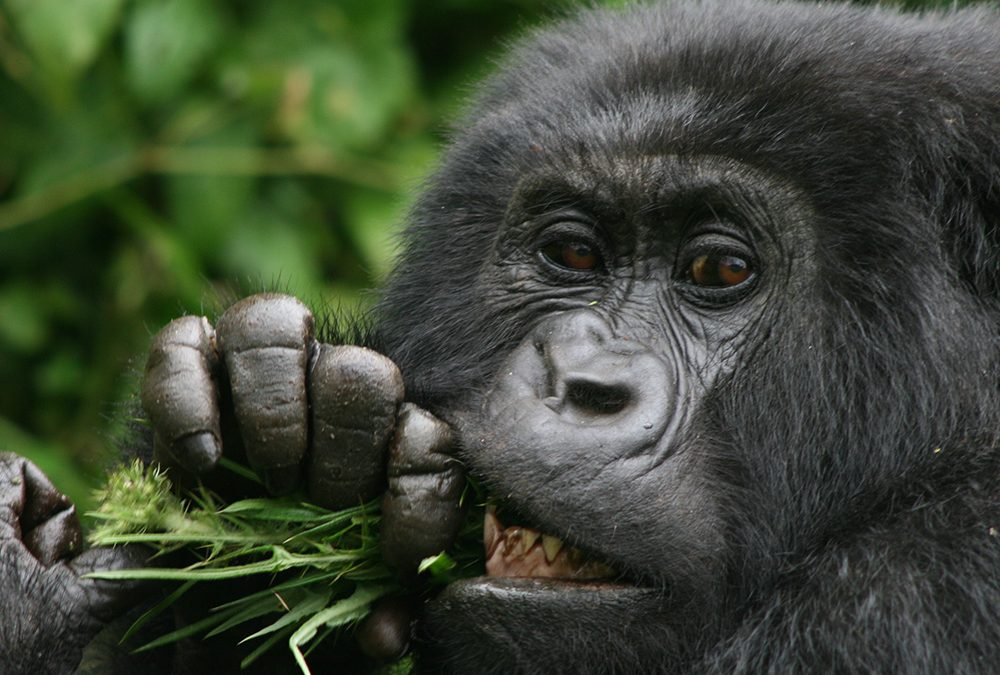 gorilla trekking from kigali, gorilla trek, trek the gorillas in rwanda and uganda, Gorilla Trekking Experience