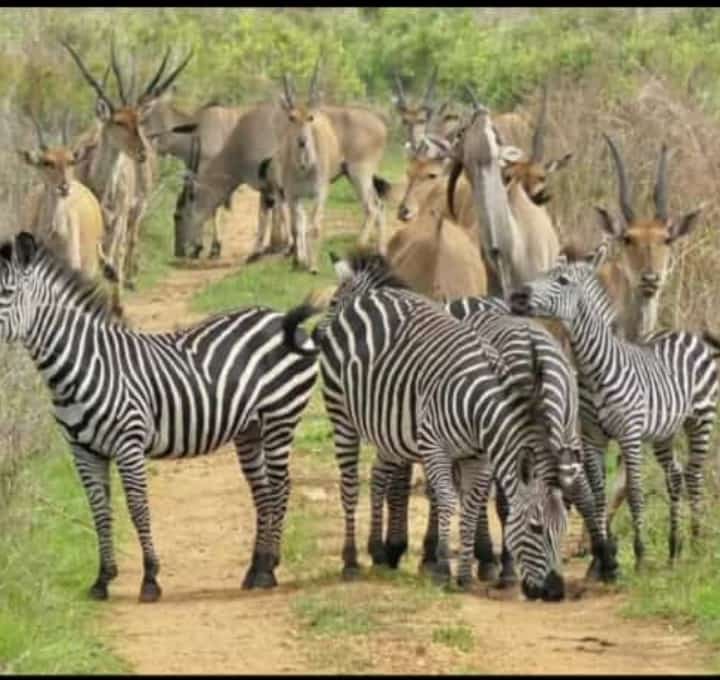 Rwanda Wildlife Safari vs Tanzania Safari – Which to Choose?