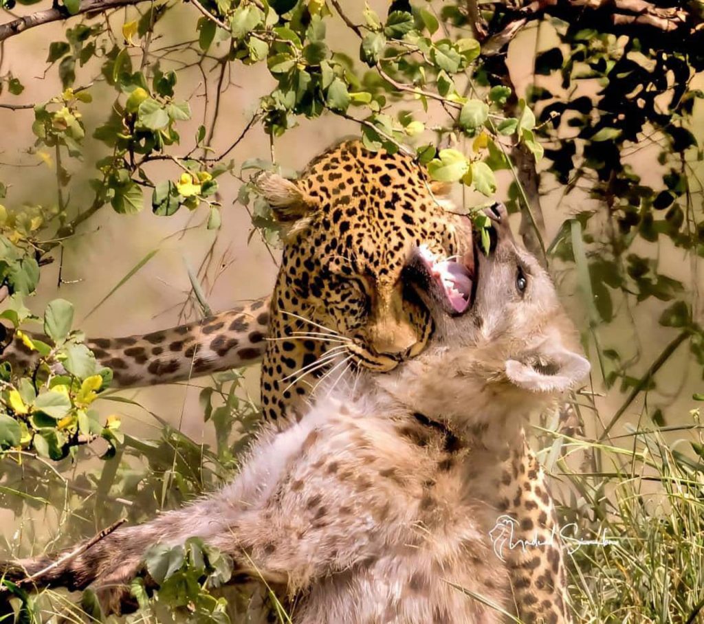 Rwanda and Uganda Luxury Safari Experiences Compared