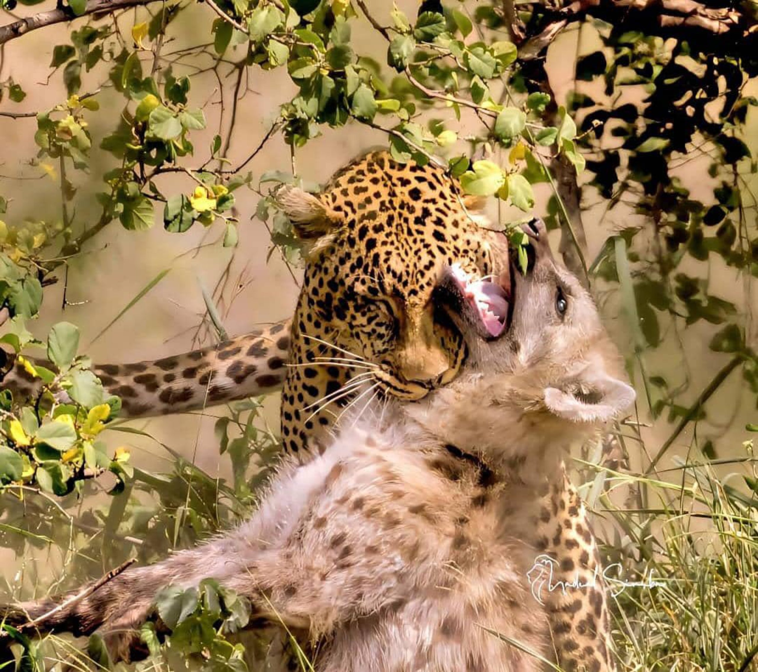 Rwanda and Uganda Luxury Safari Experiences Compared