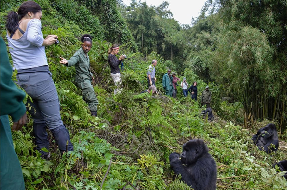 Is Gorilla Trekking in Rwanda Worth the Price? Honest Review