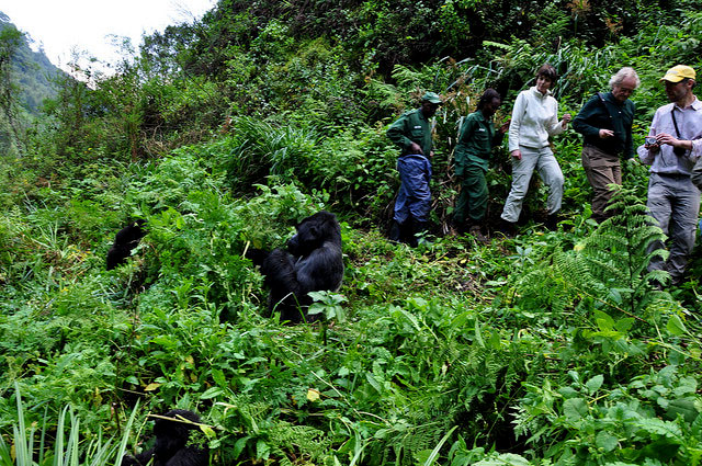 Gorilla Trekking in Rwanda: Mistakes to Avoid on Your First Safari