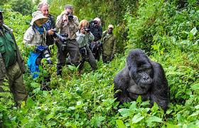 Gorilla Trekking in Rwanda: Mistakes to Avoid on Your First Safari