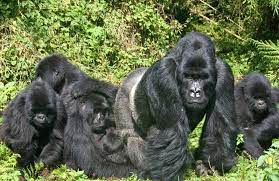 Eco-Friendly Gorilla Trekking Tours in Uganda
